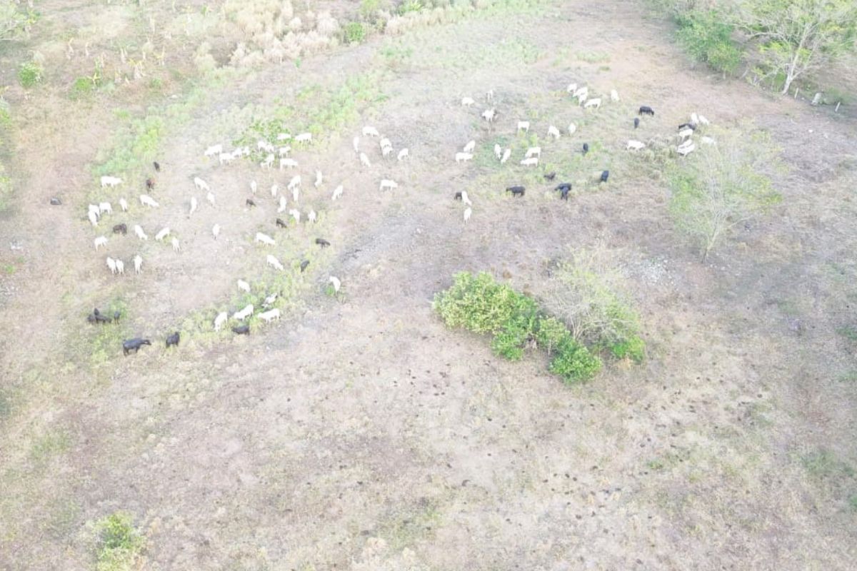 Brahman cattle or Water Buffaloes clearing land prior to cacao planting